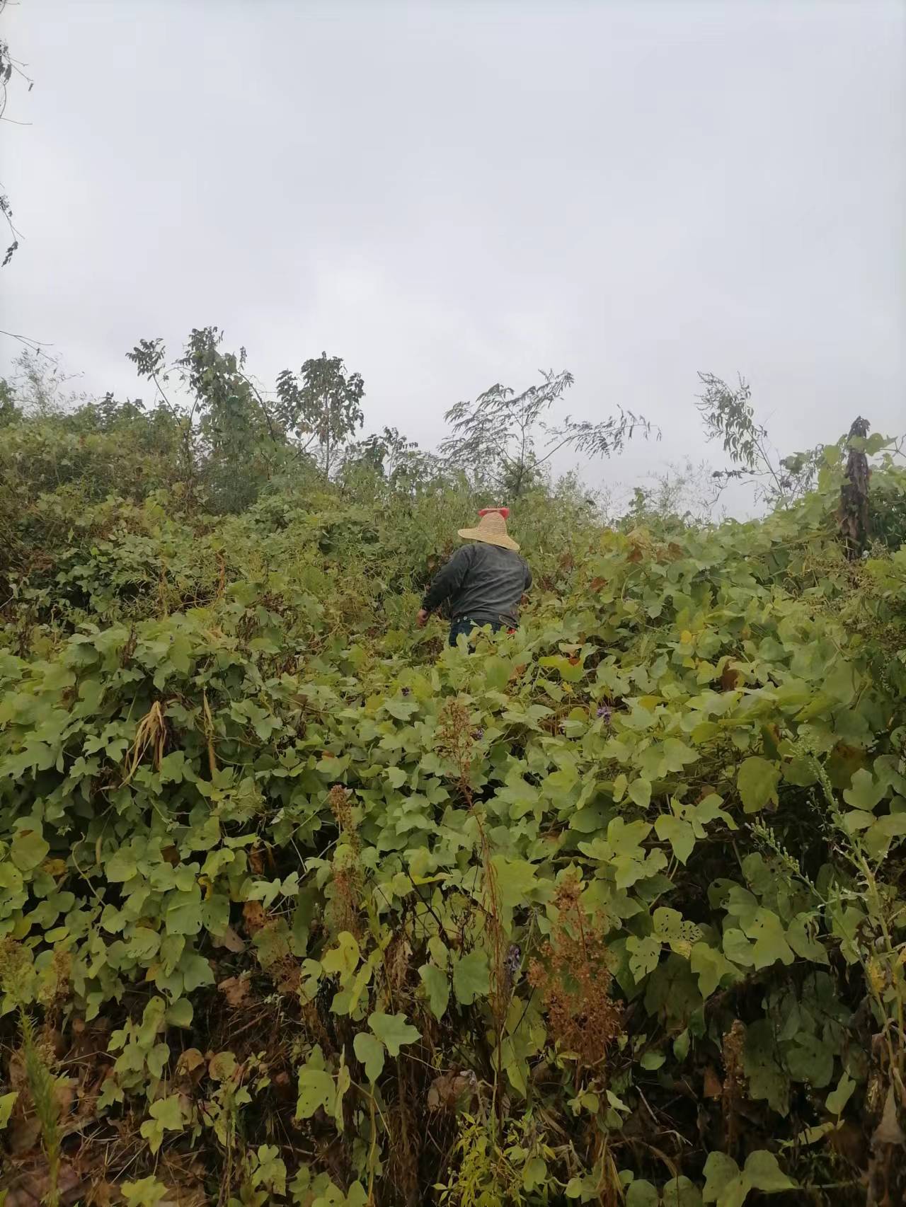 免费资料大全景