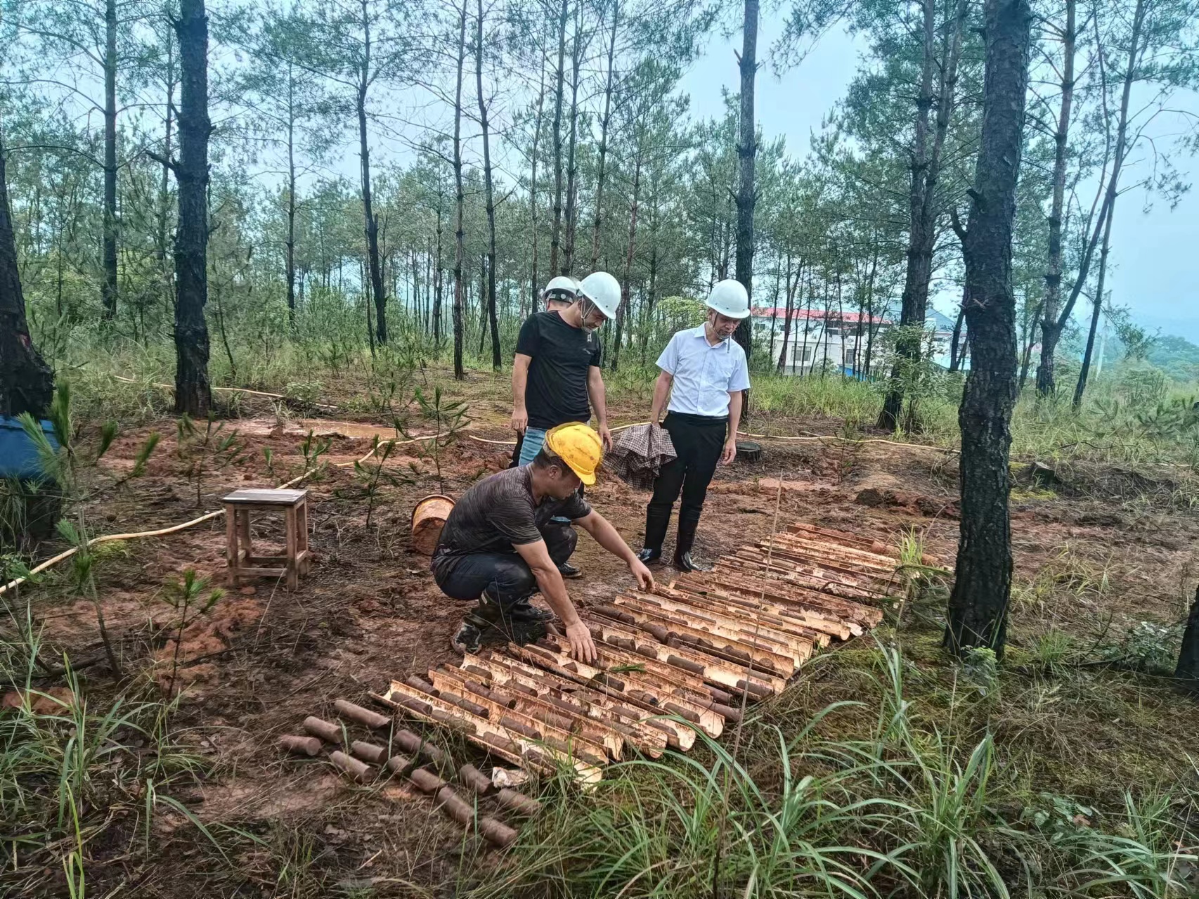 免费资料大全景